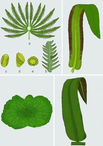 探究真蕨植物如何应对三叠纪末生物大灭绝