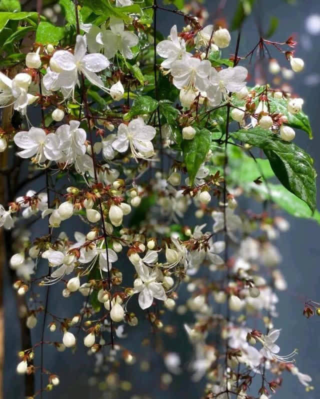 新晋网红——垂丝茉莉,花如蝴蝶翩翩舞,香似茉莉沁心脾,超美!