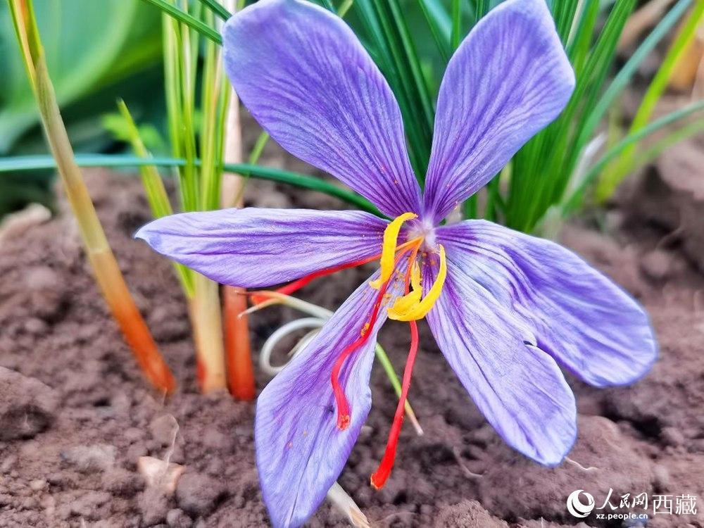 金秋十月,西藏拉萨市达孜区邦堆乡的藏红花迎来了盛花期,也迎来了一年