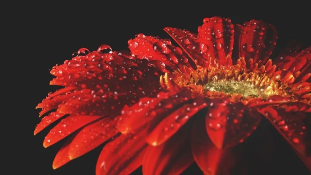 电脑桌面|精选唯美非洲菊花卉图片桌面壁纸