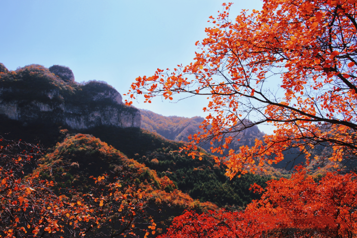 太行山红叶大峡谷-涉县庄子岭红叶大峡谷是邯郸最具代表性的秋景