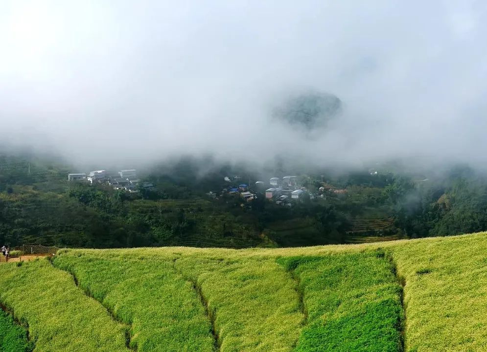 云上花海景区是勐佑镇中和村党总支牵头成立凤庆县中和种养植农民