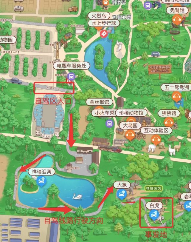 游客与11只老虎对峙未受伤,动物园有心了|沸腾|白虎|动物园|北京野生