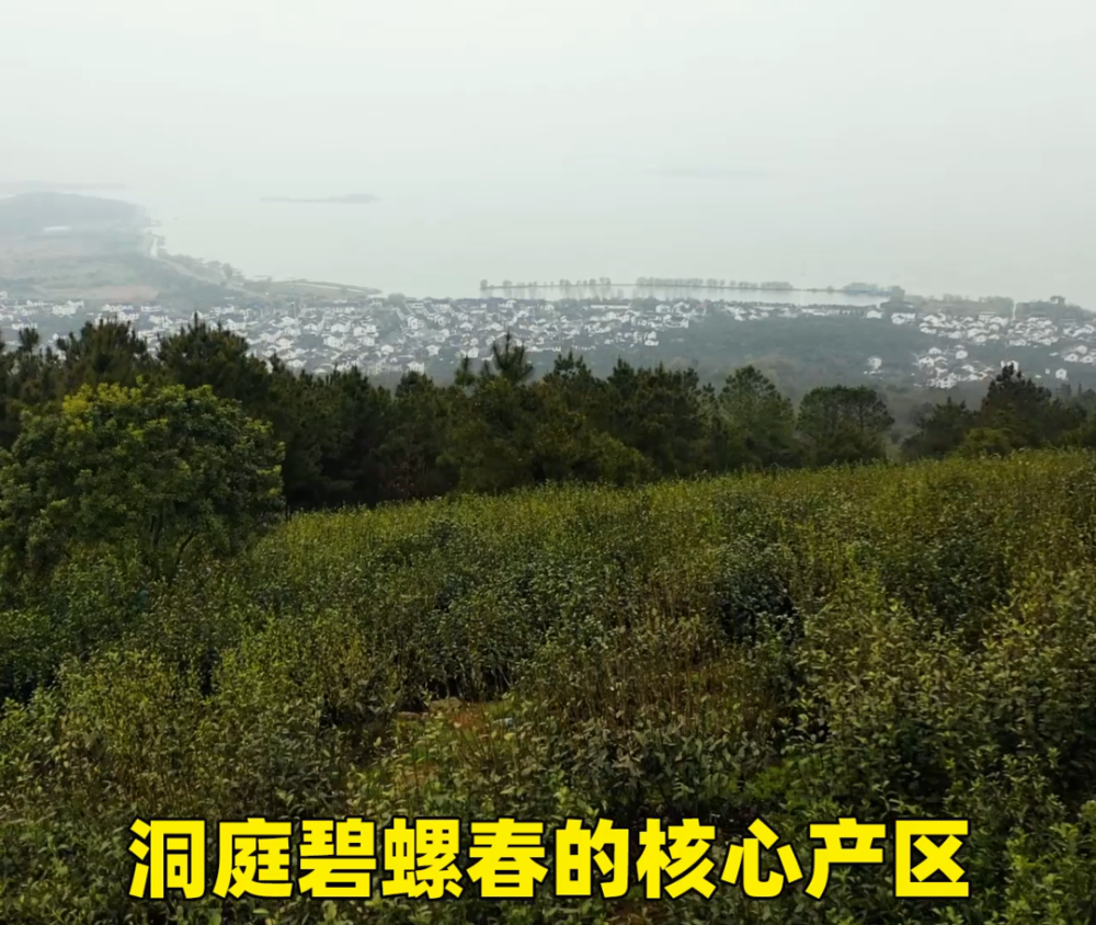 01 第一 洞庭碧螺春的核心产区 是苏州太湖边的俩个小岛 即东山和西山