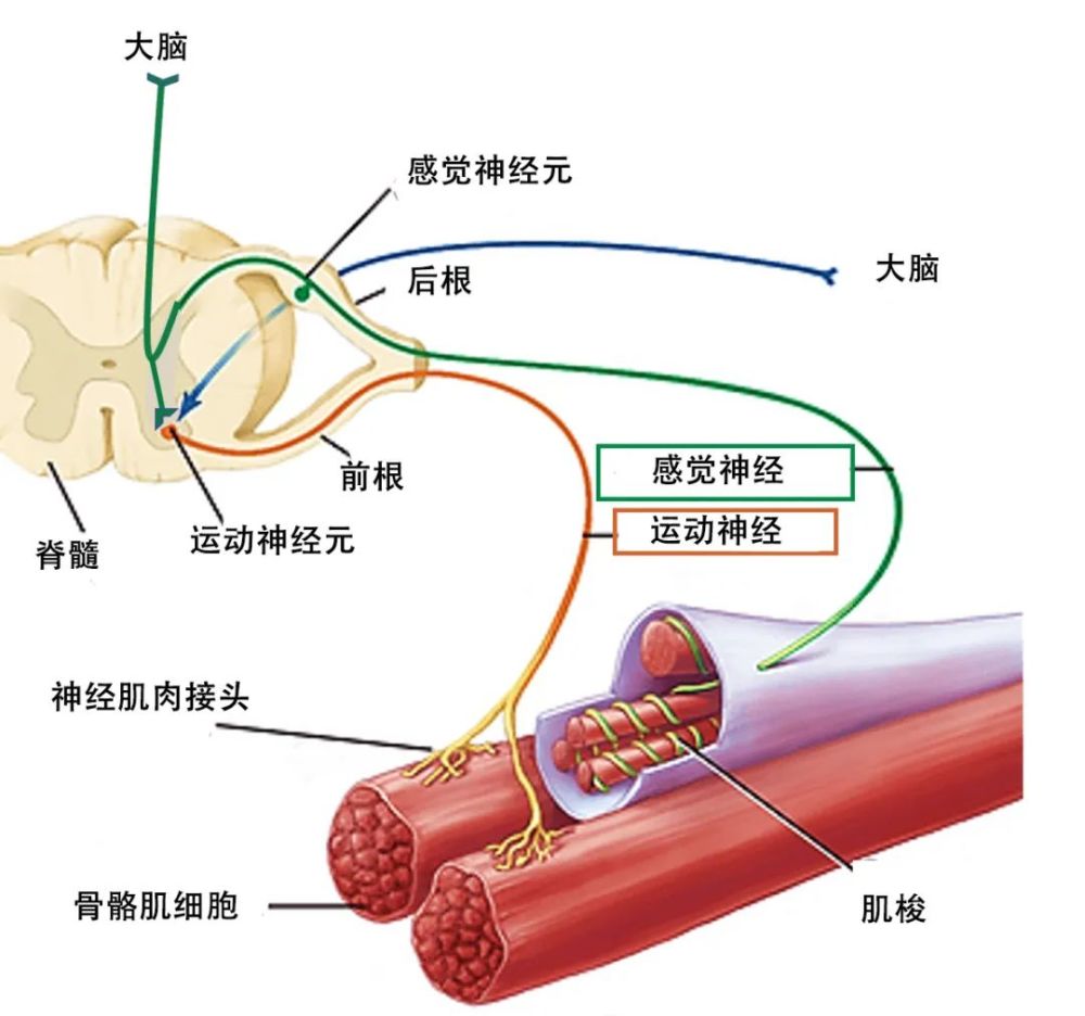 是什么引起的肌肉抽搐需要治疗吗