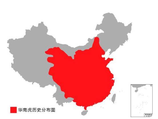 曾几何时,华南虎在我国有广泛的分布,它们不仅出现在南方的森林里,还