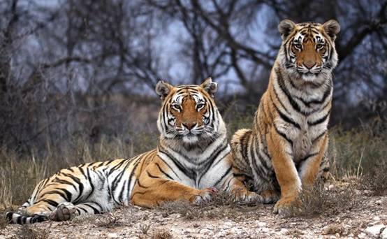 全世界的老虎有9个亚种,我国境内就有东北虎和华南虎两种,前者处于