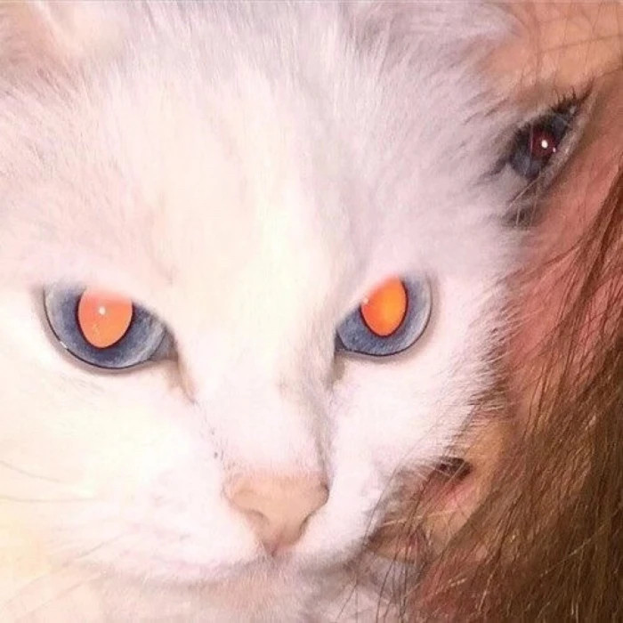 小众猫咪头像