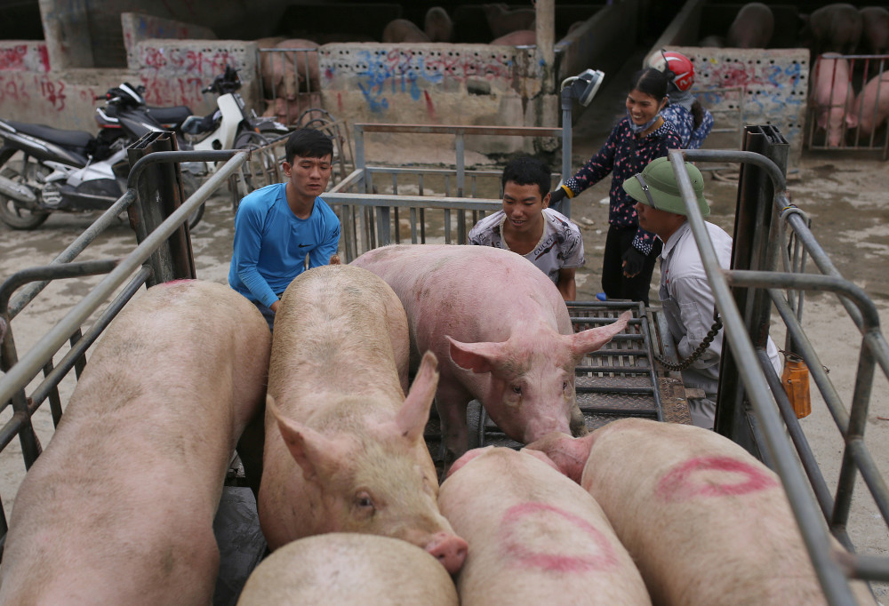 在 an noi 牛市场(binh luc, ha nam)买卖生猪.