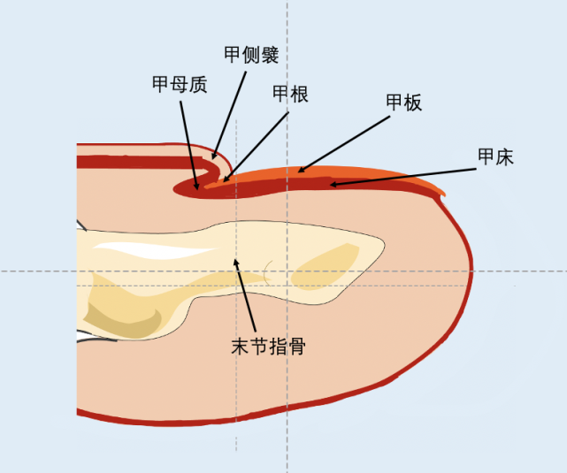 指甲从甲根处的生发部位(甲母质)长出.