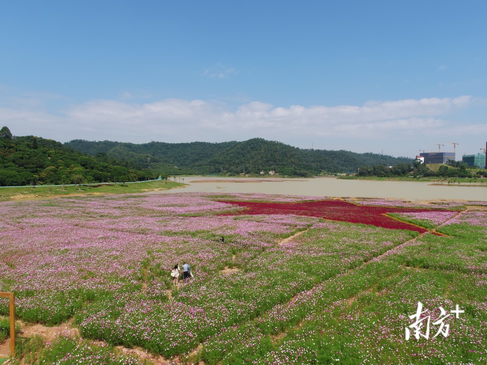 黄江这片9.3万平方米的花海藏不住了