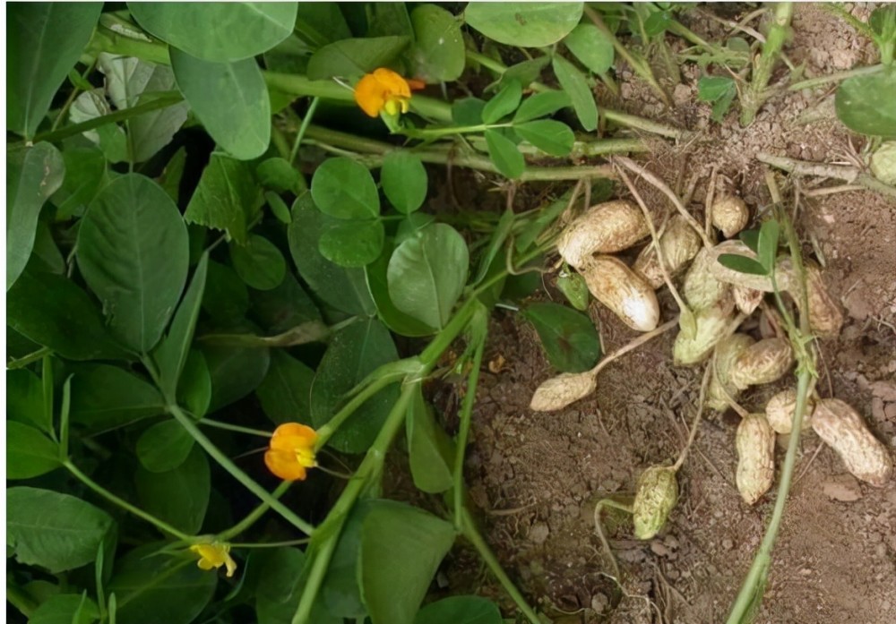 2 花生结荚期花生生长的旺盛期需较多的肥料,要在结荚初期,封行前进行