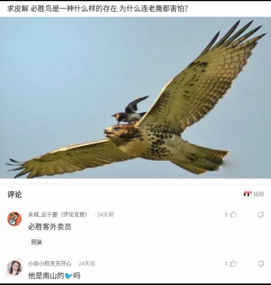 【沙雕问题2】:求解必胜鸟是一种什么样的存在为什么连老鹰都害怕?