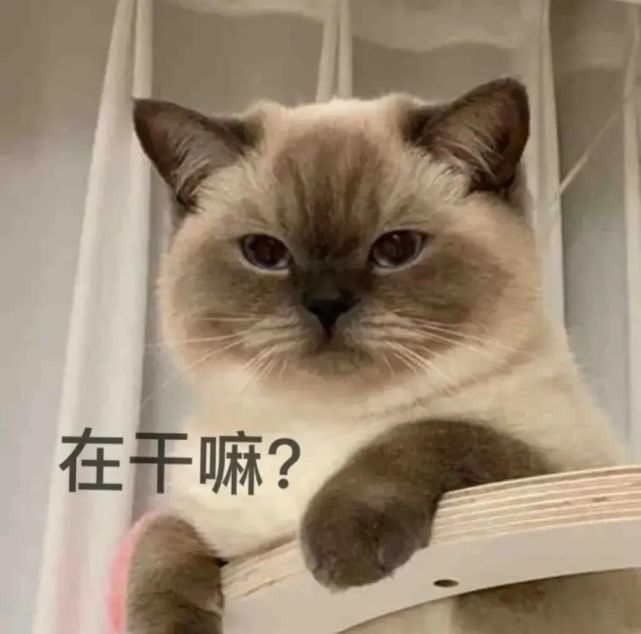 猫咪煤球表情包合集|可以亲亲吗?