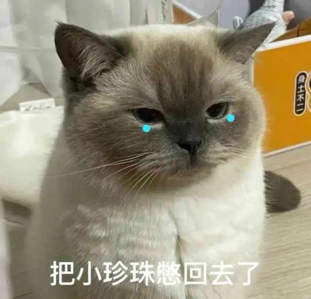 猫咪煤球表情包合集|可以亲亲吗?