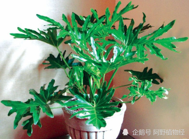 一种家居植物叫春羽花柱成熟后会升温需要人类帮忙撸授粉