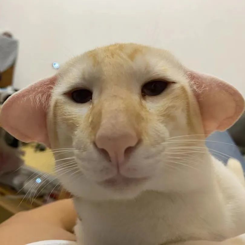 灰常灰常少见的沙雕头像快存