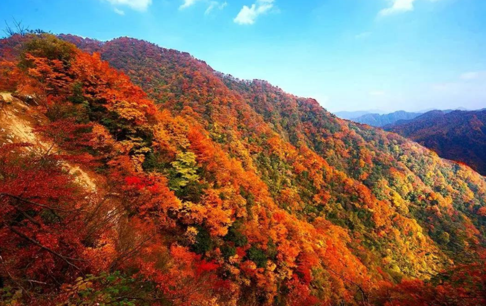 成都2h赏秋叶胜地背背山云中观景光雾山红叶漫天