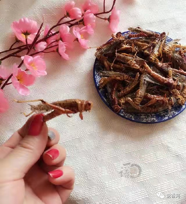 运河美食之炸蚂蚱炸知了猴