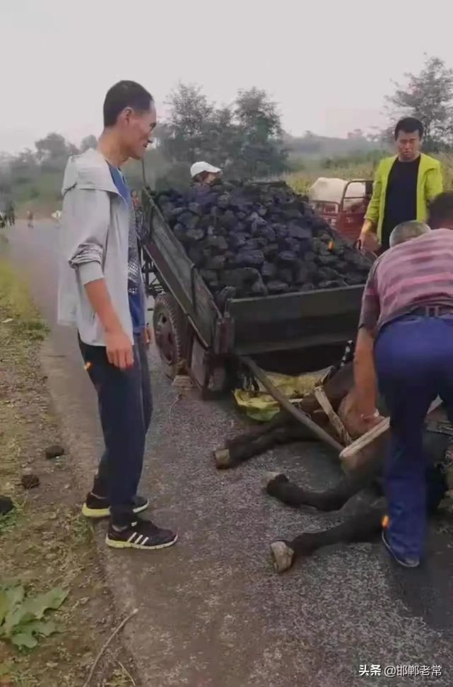 头条账号"邯郸老常"发文称,在邯郸某路段看到一辆马车拉了一车煤炭