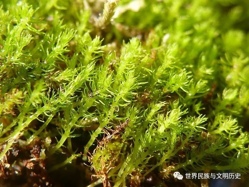 【地球生物全系列—植物篇】植物界—藓类植物门(下)