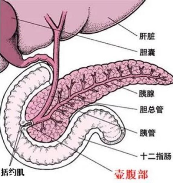 十二指肠壶腹部胰管与胆总管汇合成共同通道开口于从解剖学上来说高