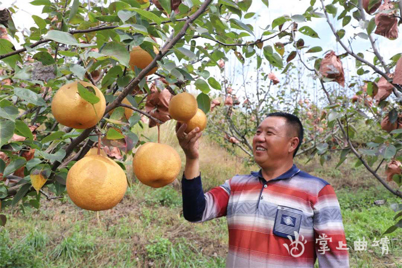 甜脆飙汁高原果王来了麒麟区500余亩木梨成熟上市