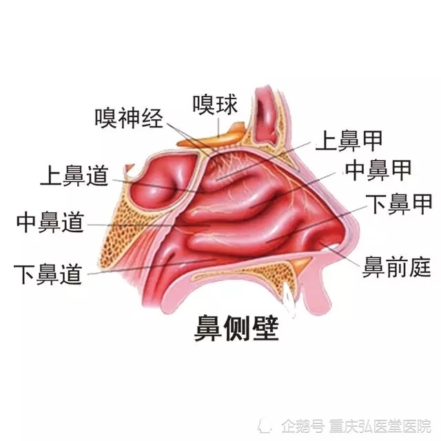 重庆弘医堂医院讲解鼻甲肥大有哪些危害呢