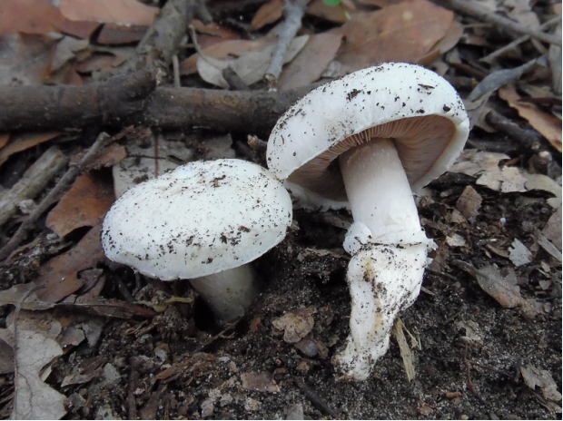 荒野维生野菜系列圆孢蘑菇