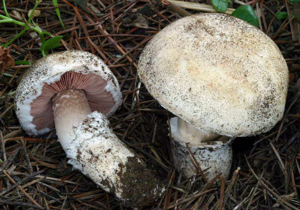 荒野维生野菜系列圆孢蘑菇