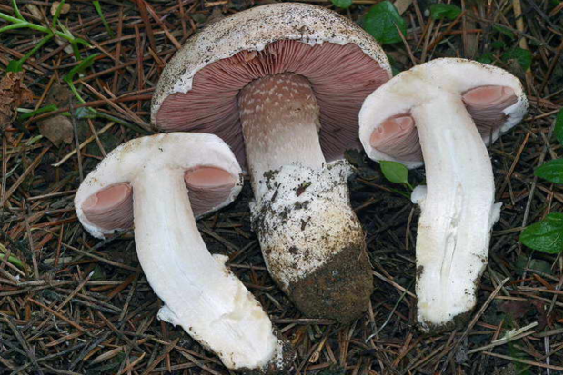 荒野维生野菜系列圆孢蘑菇