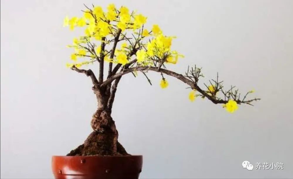 迎春花盆景现在起施1种肥花期开花又多又艳丽