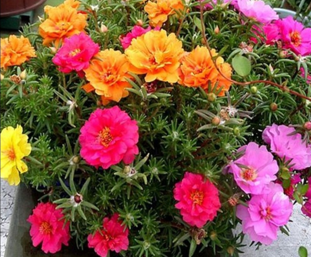 5种花太喜光照家里阳光少会影响正常开花
