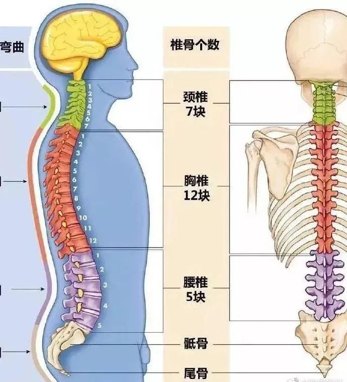 腰椎生理曲度变直的危害有多大可以恢复吗