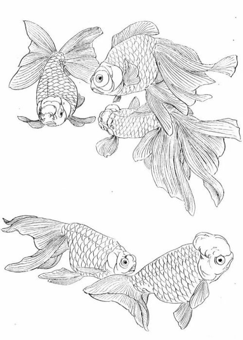 工笔金鱼画法示范和白描画谱