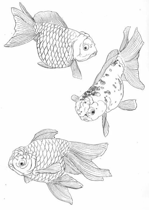 工笔金鱼画法示范和白描画谱