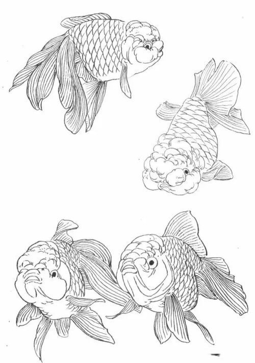 工笔金鱼画法示范和白描画谱