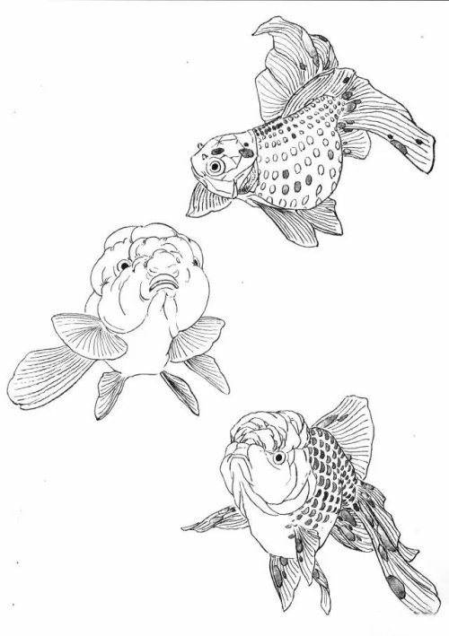 工笔金鱼画法示范和白描画谱