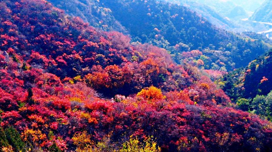 巍巍长城亘山川,枫叶流丹,万山红遍,层林尽染,景色万千