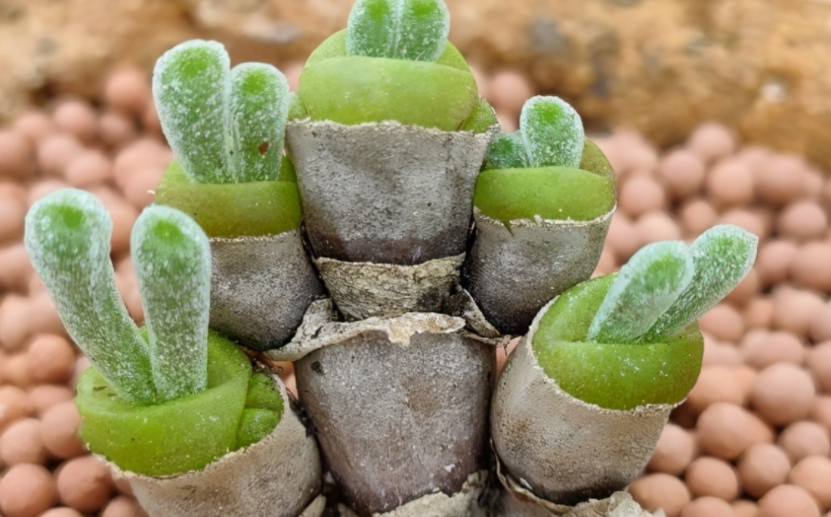 养殖多肉植物碧光环,日常多注意这些,长得萌萌哒