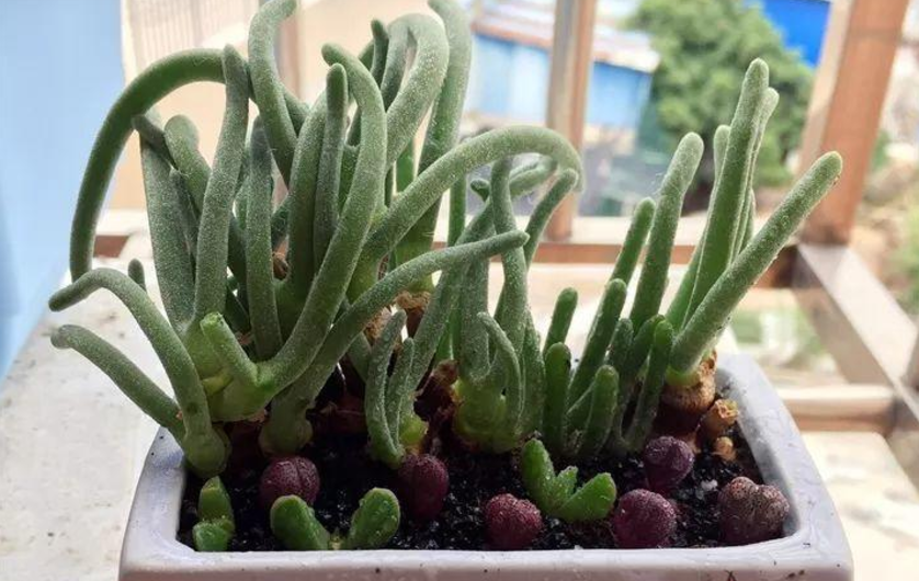 养殖多肉植物碧光环,日常多注意这些,长得萌萌哒