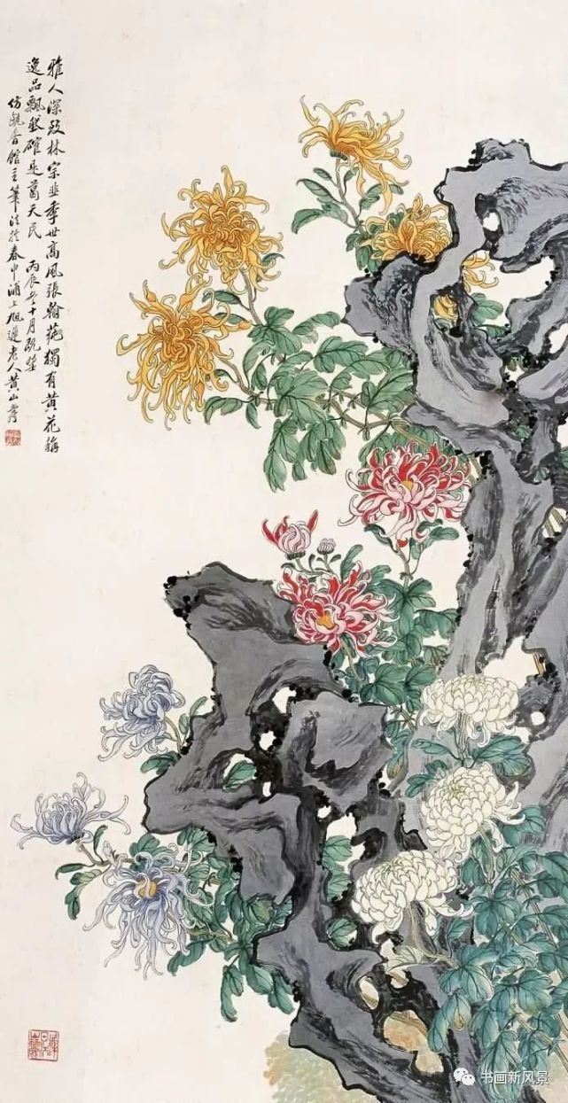 黄山寿 菊花