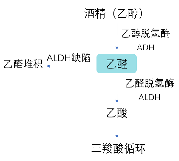 转化为乙酸(1)酒精(乙醇)在乙醇脱氢酶(adh)与nad 作用下转化为乙醛