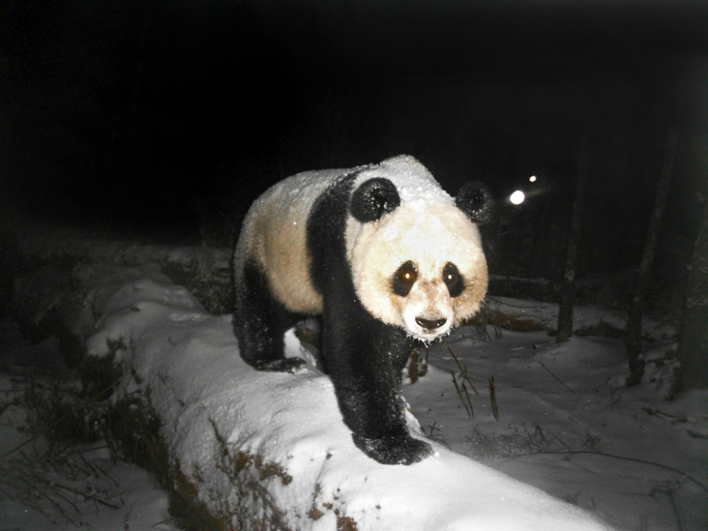 国际熊猫日丨最新数据四川大熊猫数量已达1935只
