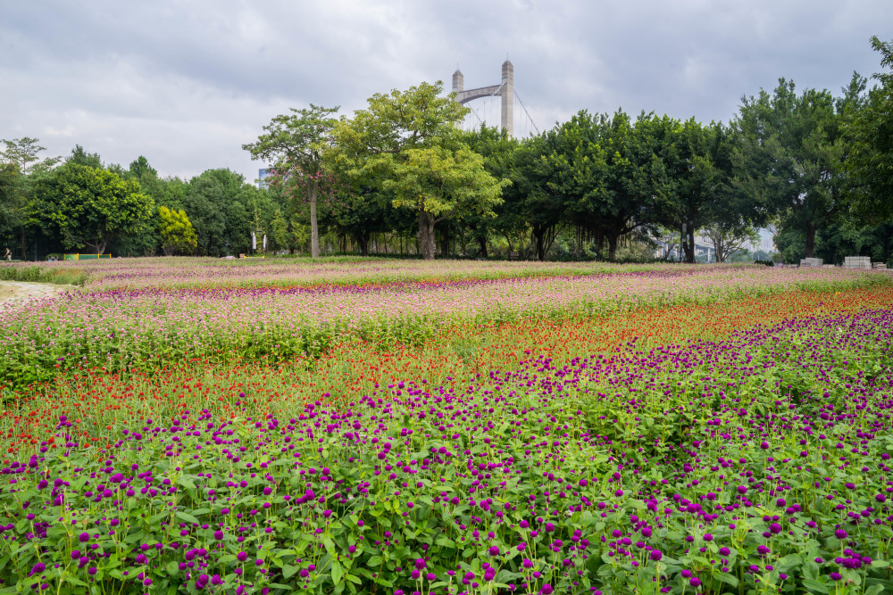 福州花海公园千日红花海遇见姹紫嫣红的秋