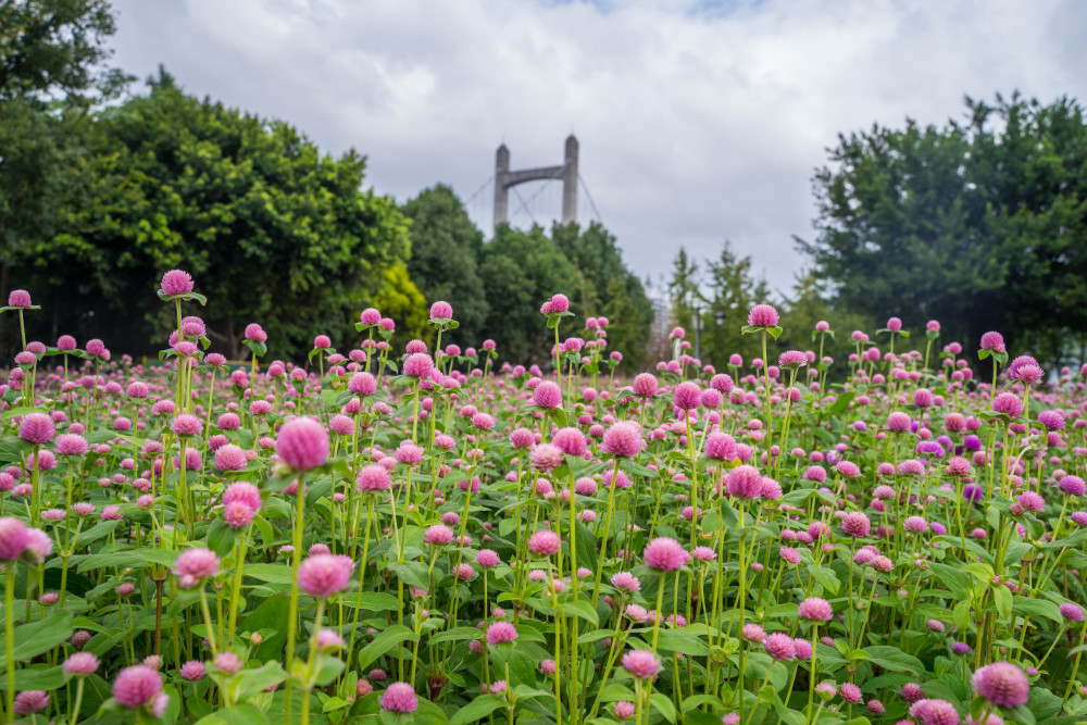 福州花海公园千日红花海遇见姹紫嫣红的秋