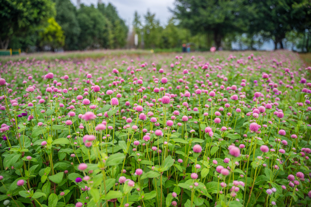 福州花海公园千日红花海遇见姹紫嫣红的秋