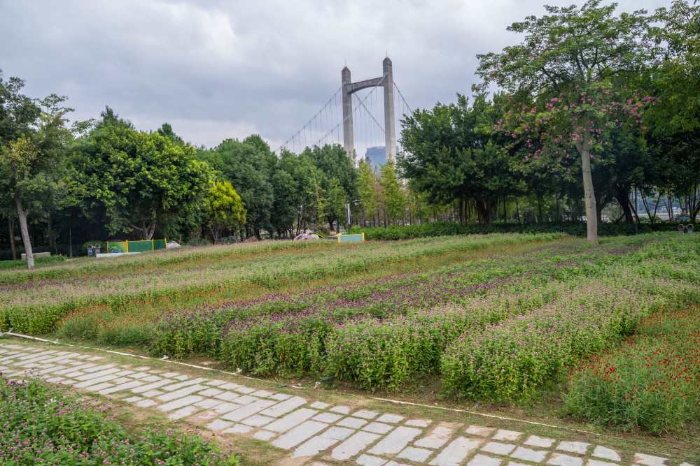 福州花海公园千日红花海,遇见姹紫嫣红的秋