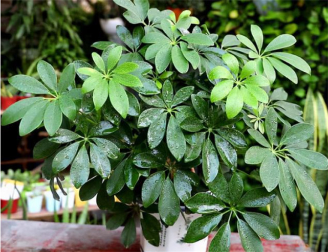 七叶莲可以放卧室吗?植株无毒,可净化环境,释放氧气