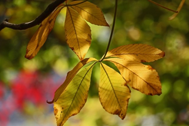 秋天有的叶子,是上图这样的,拍摄树叶,逆光是很对的,但是,不要拍那些